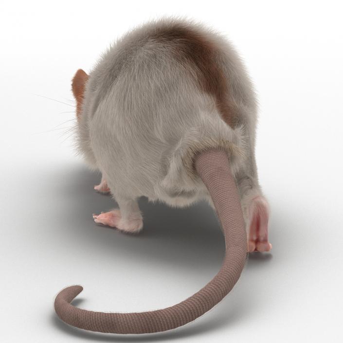 Rat 3 Rigged 3D