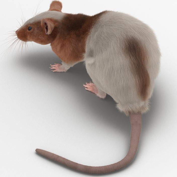 Rat 3 Rigged 3D