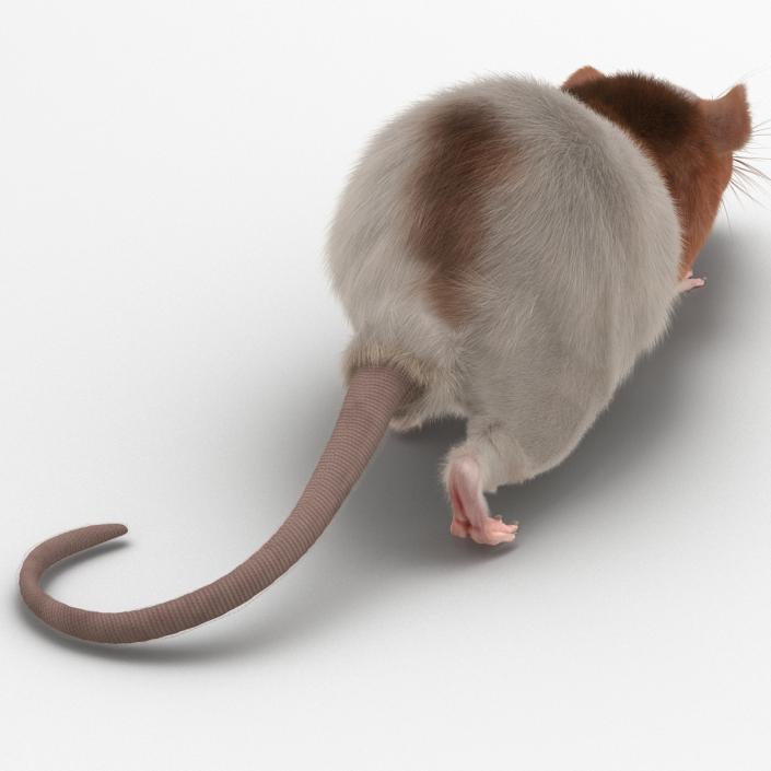 Rat 3 Rigged 3D