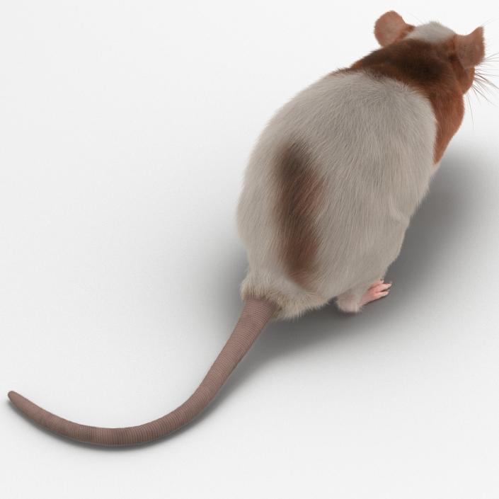 Rat 3 Rigged 3D