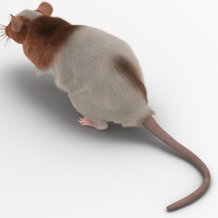 Rat 3 Pose 4 3D