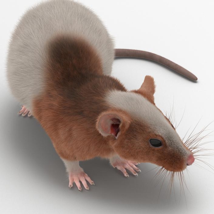 Rat 3 Rigged 3D