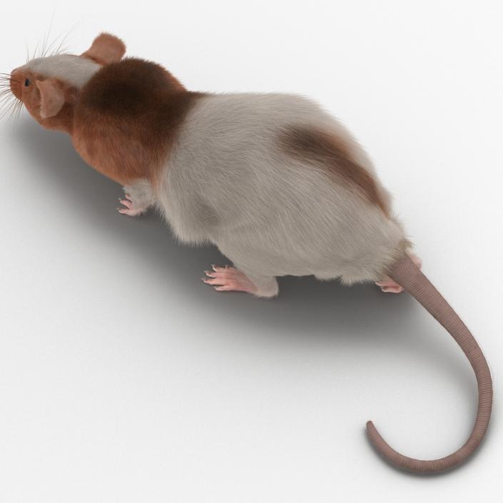 Rat 3 Pose 3 3D