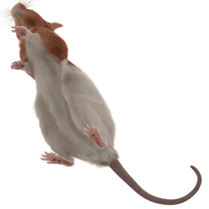 Rat 3 Rigged 3D