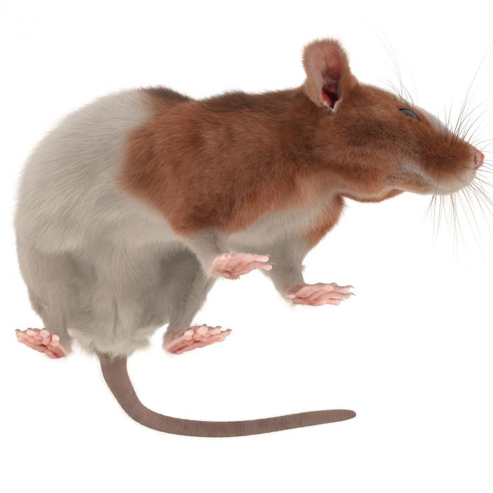 Rat 3 Rigged 3D