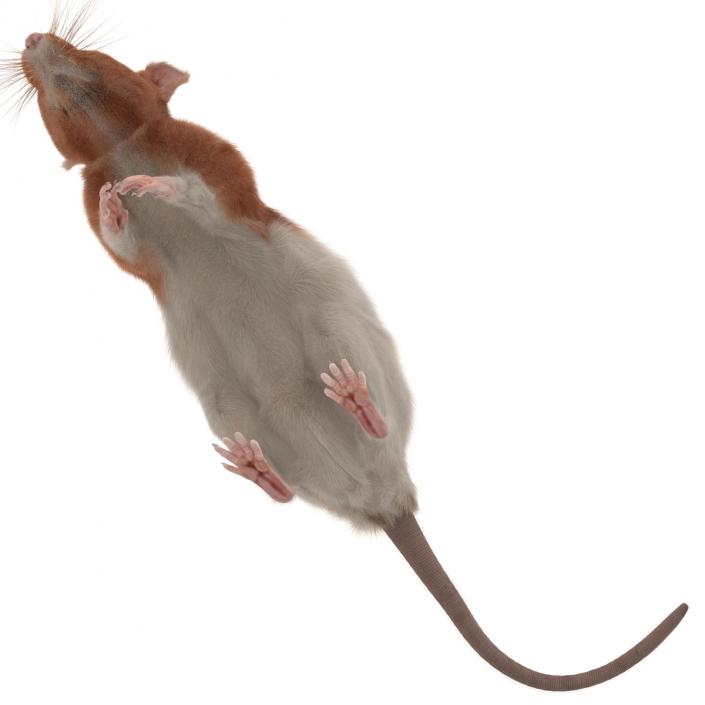 Rat 3 Pose 4 3D