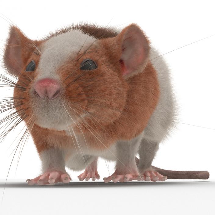 Rat 3 Pose 3 3D