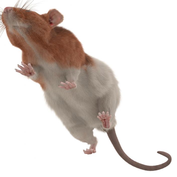 Rat 3 Pose 3 3D