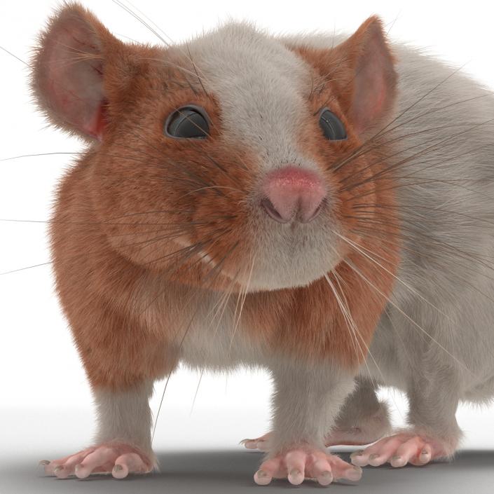 Rat 3 Rigged 3D