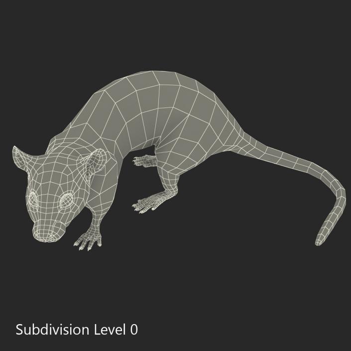 Rat 3 Pose 5 3D