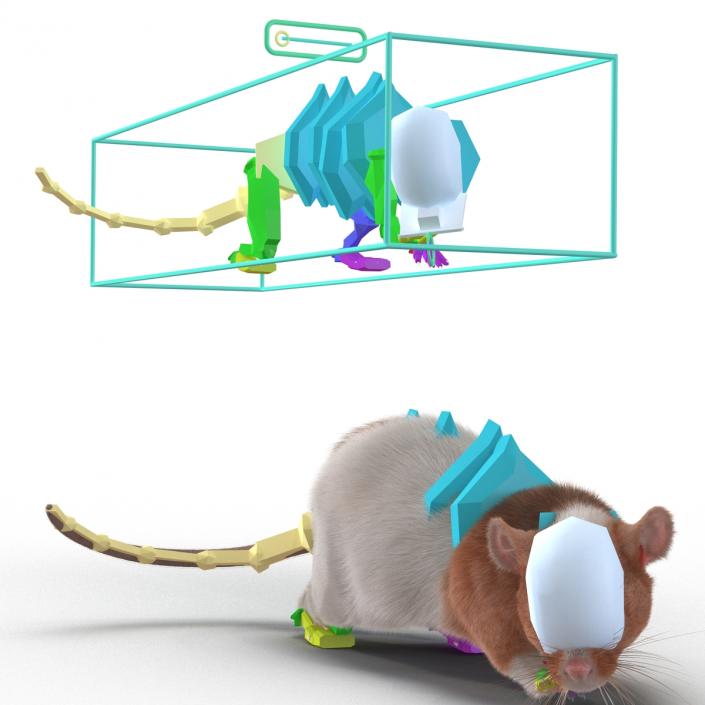 Rat 3 Rigged 3D