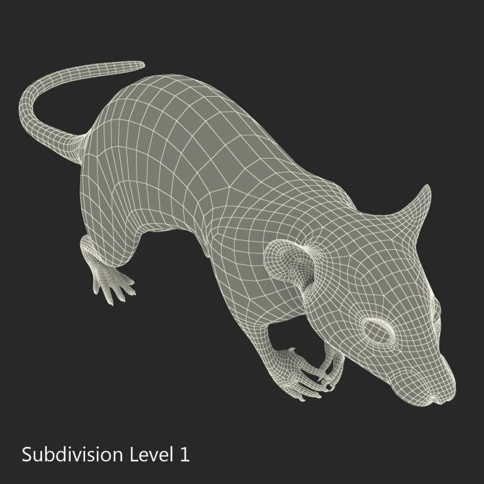 Rat 3 Pose 4 3D