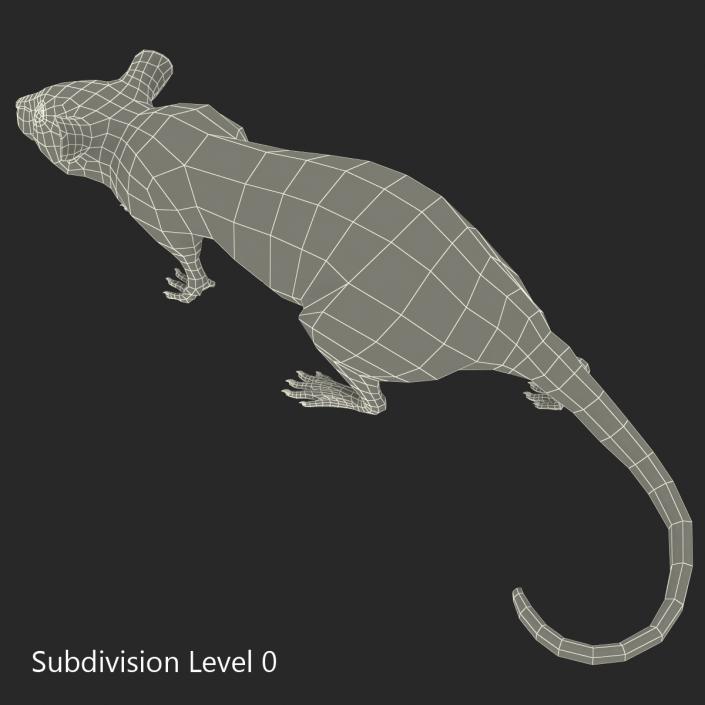 Rat 3 Pose 3 3D