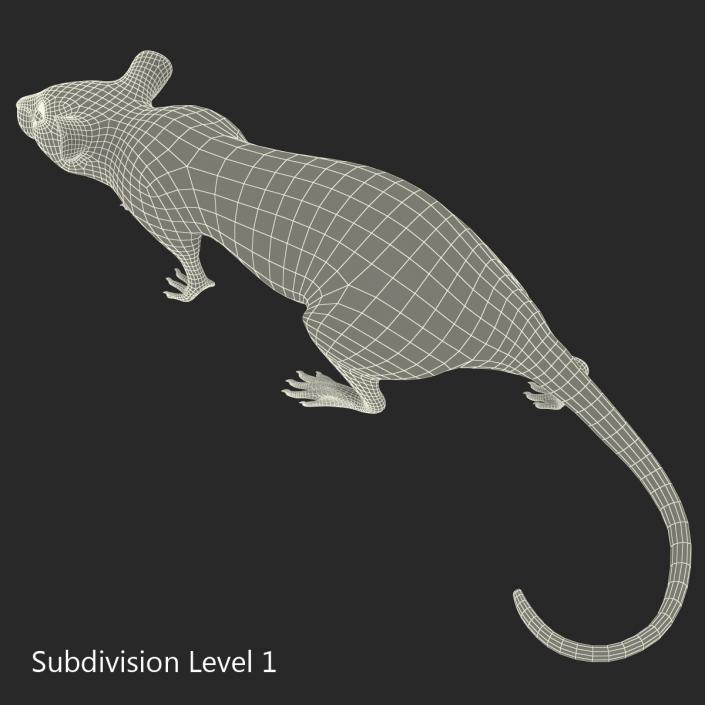 Rat 3 Pose 3 3D