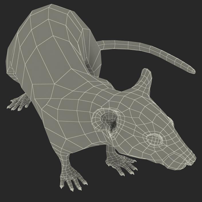 Rat 3 Pose 5 3D