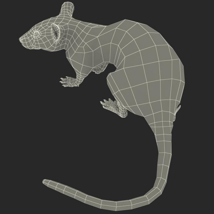 Rat 3 Pose 5 3D