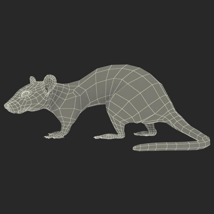 Rat 3 Rigged 3D