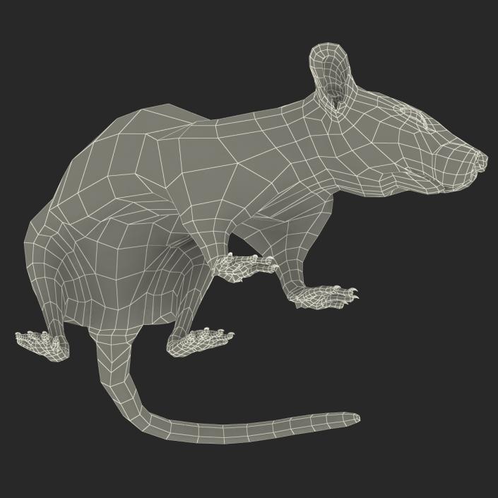 Rat 3 Rigged 3D