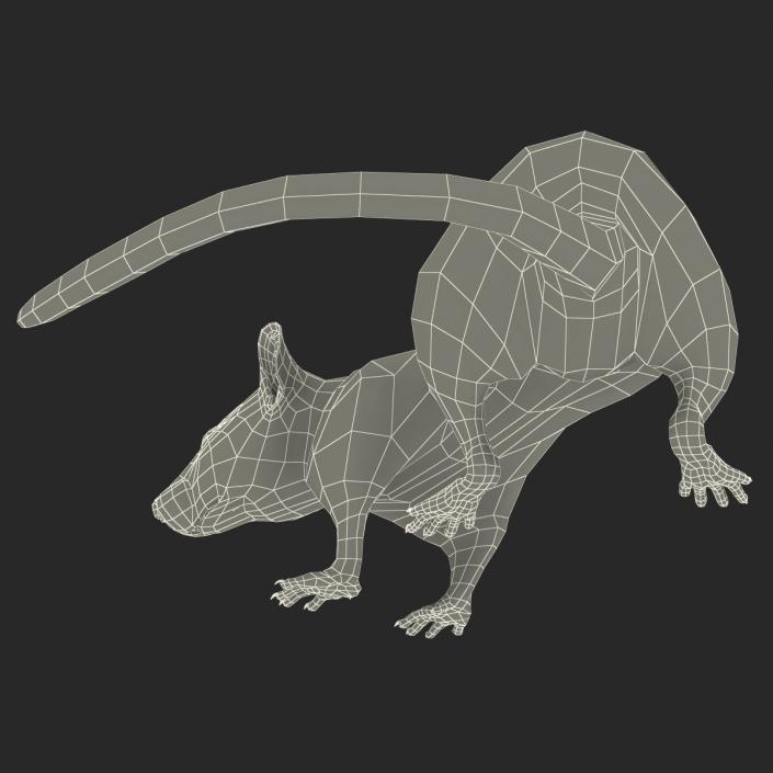 Rat 3 Rigged 3D