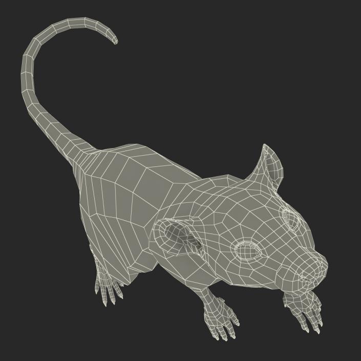 Rat 3 Rigged 3D