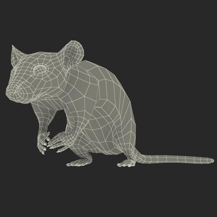 Rat 3 Rigged 3D