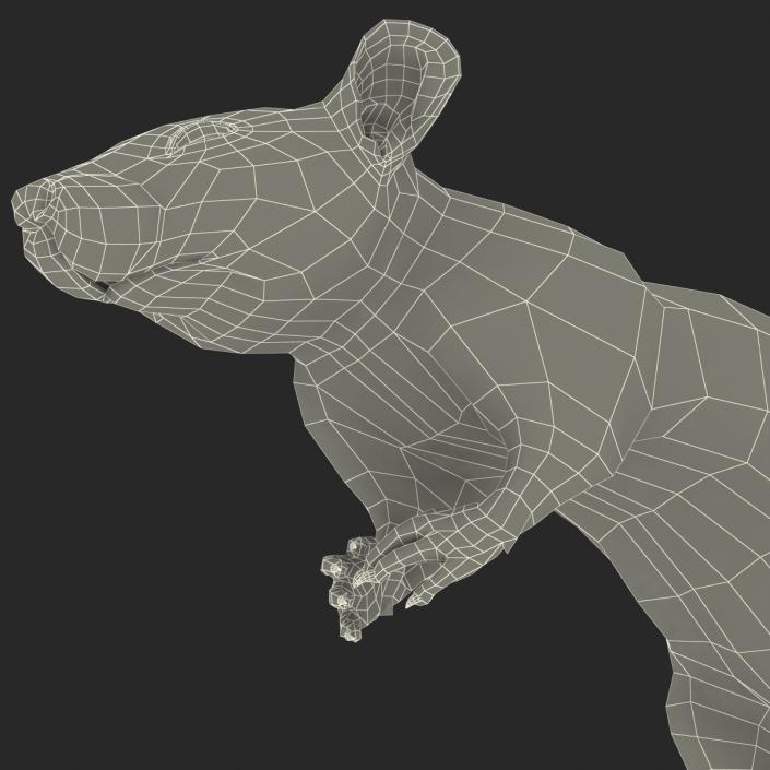 Rat 3 Rigged 3D