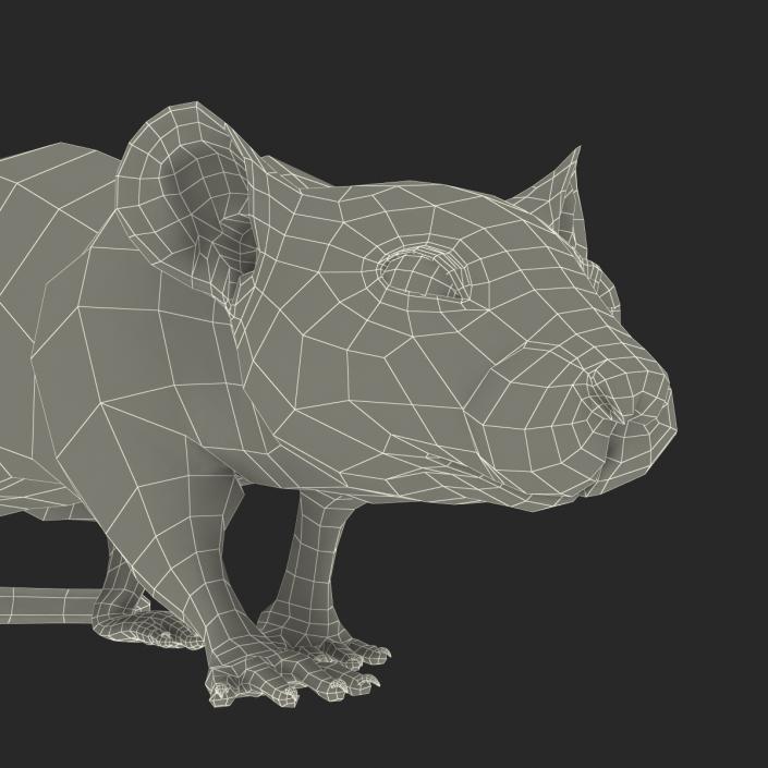 Rat 3 Rigged 3D