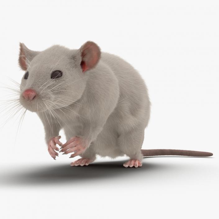 3D White Rat Pose 4