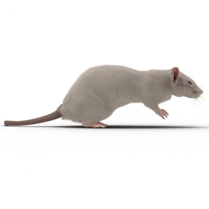 3D White Rat Pose 4