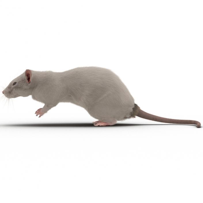 3D White Rat Pose 4