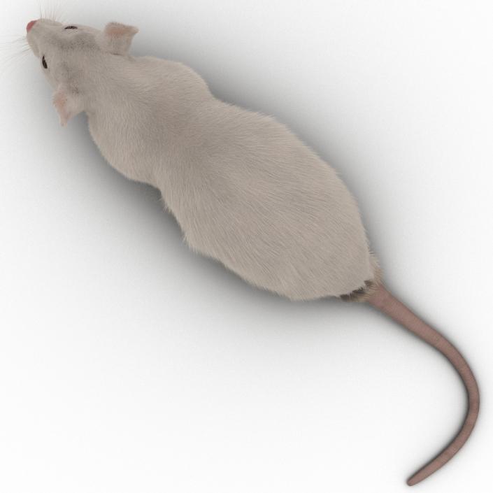 3D White Rat Pose 4