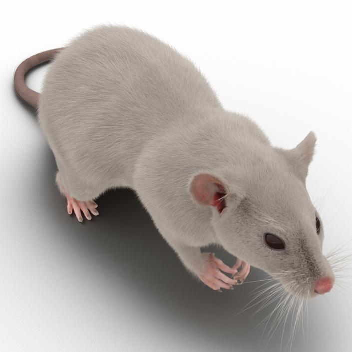 3D White Rat Pose 4