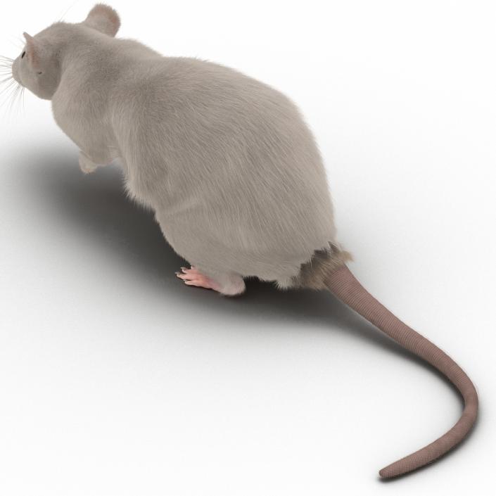 3D White Rat Pose 4