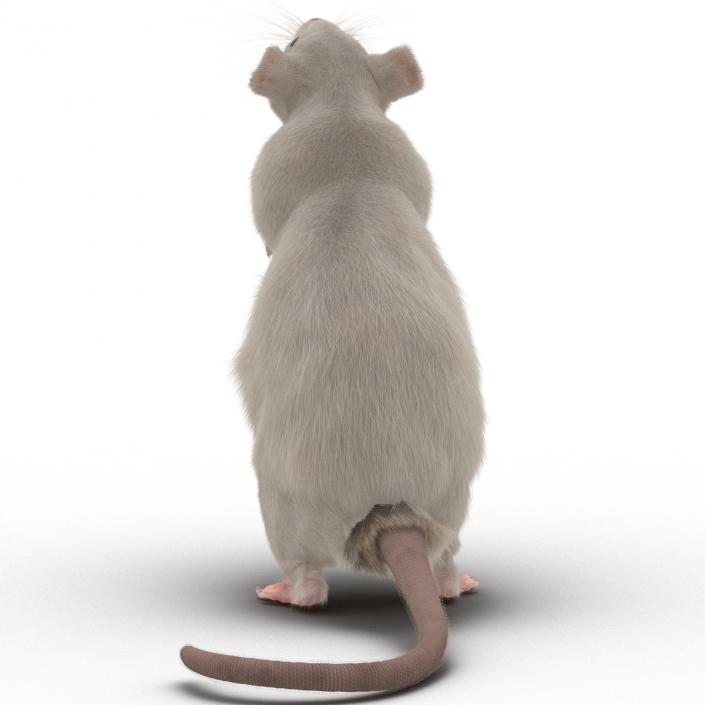 3D White Rat Pose 2