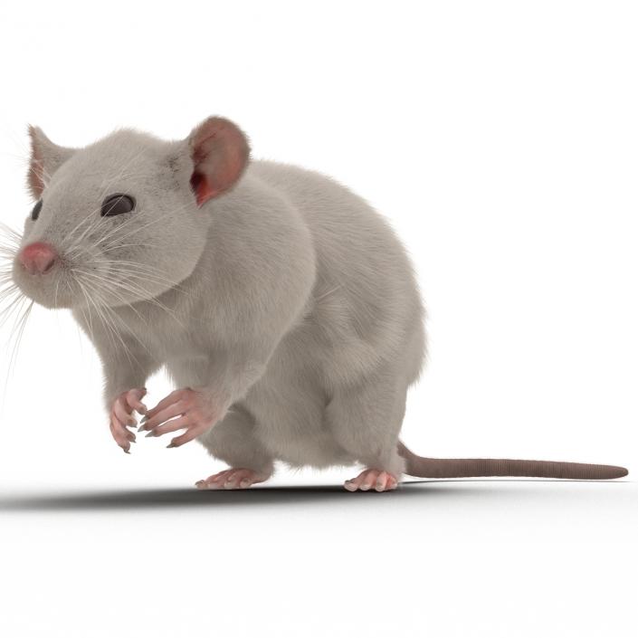 3D White Rat Pose 4