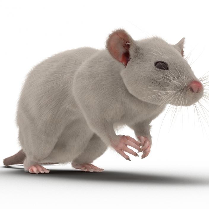 3D White Rat Pose 4