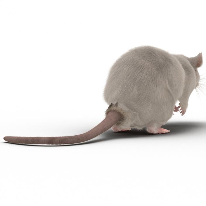 3D White Rat Pose 4