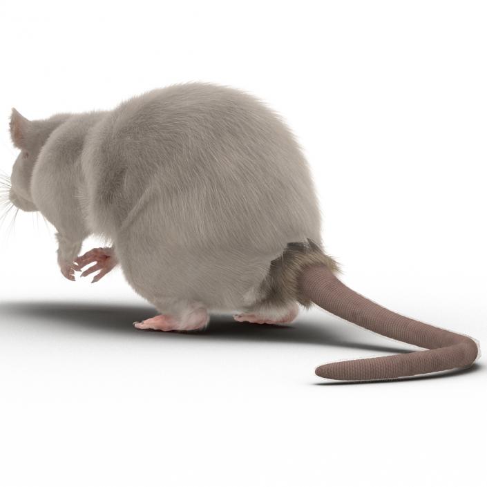 3D White Rat Pose 4