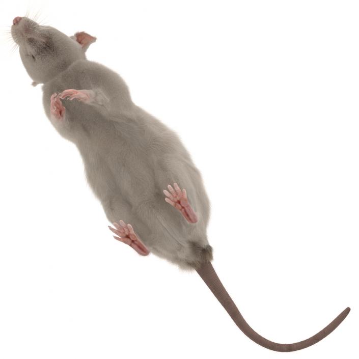 3D White Rat Pose 4