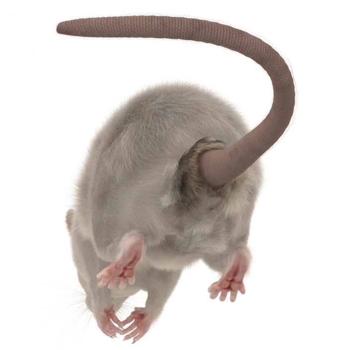 3D White Rat Pose 4