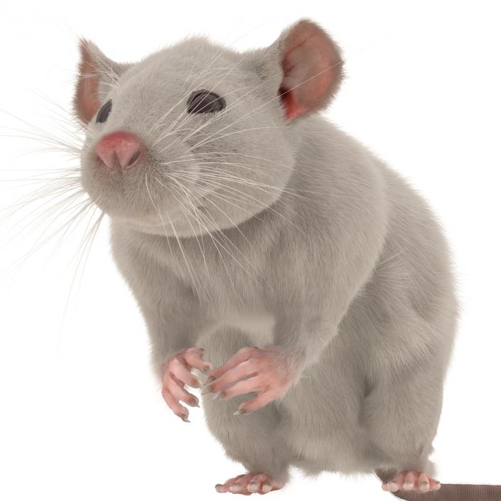 3D White Rat Pose 4