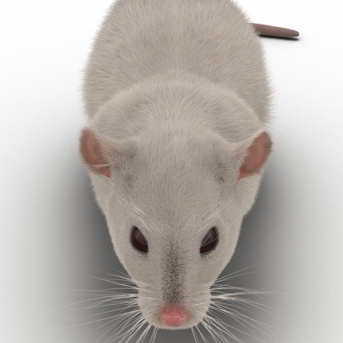 3D White Rat Pose 4