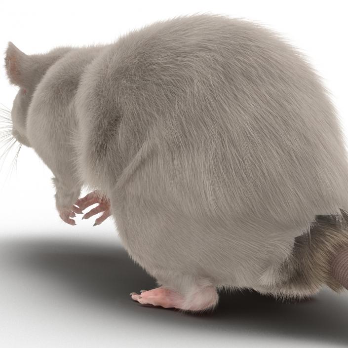 3D White Rat Pose 4