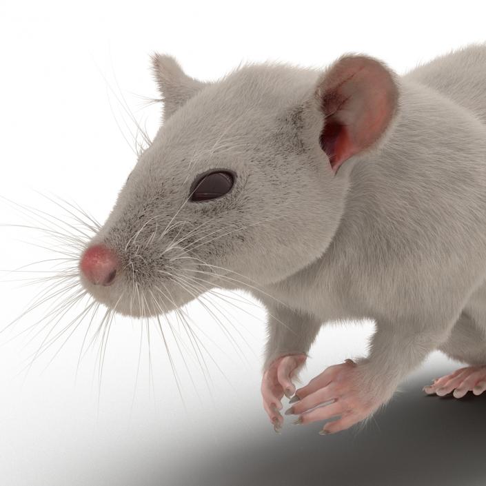 3D White Rat Pose 4