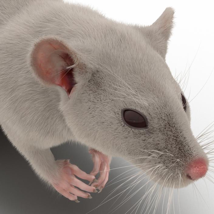 3D White Rat Pose 4