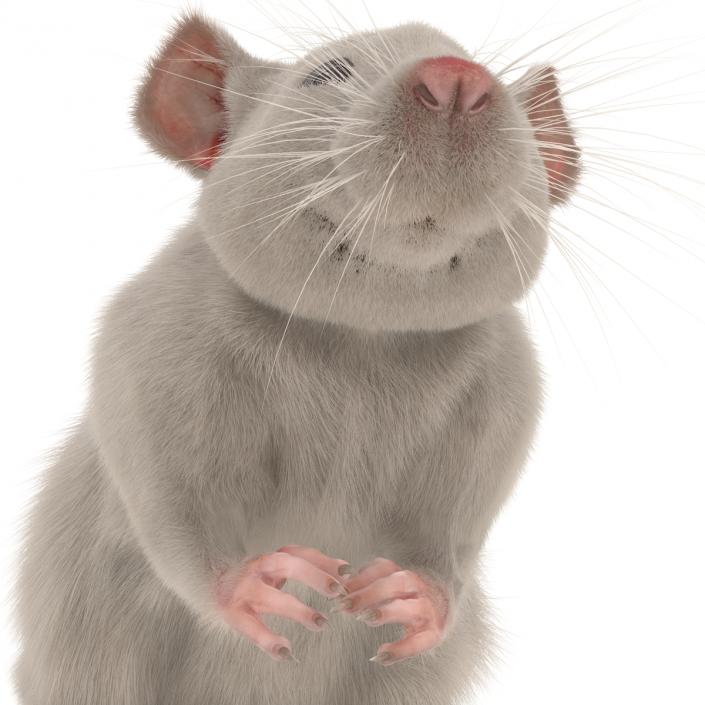 3D White Rat Pose 4