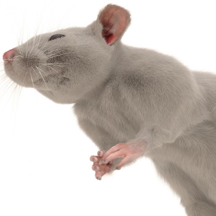 3D White Rat Pose 4