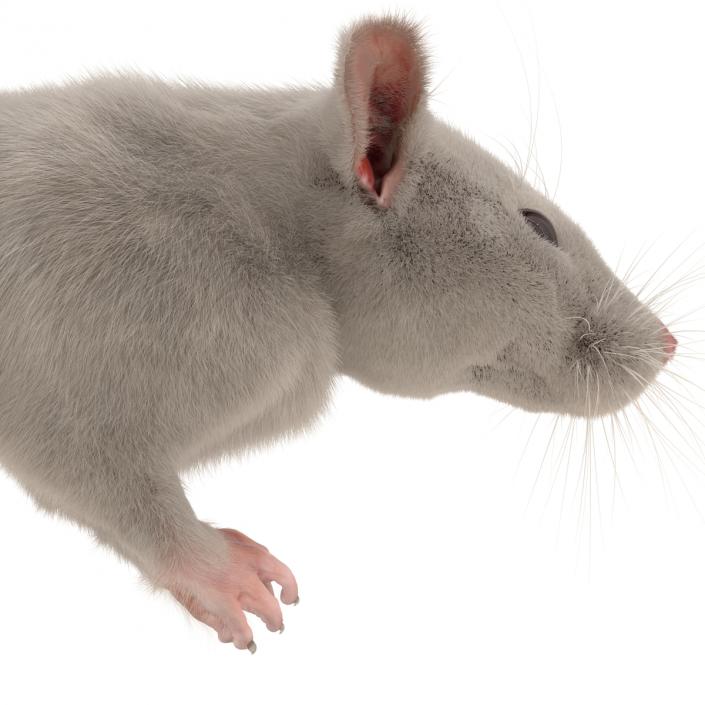 3D White Rat Pose 4