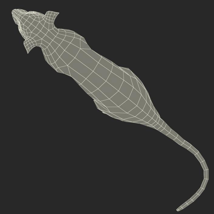 3D White Rat Pose 4