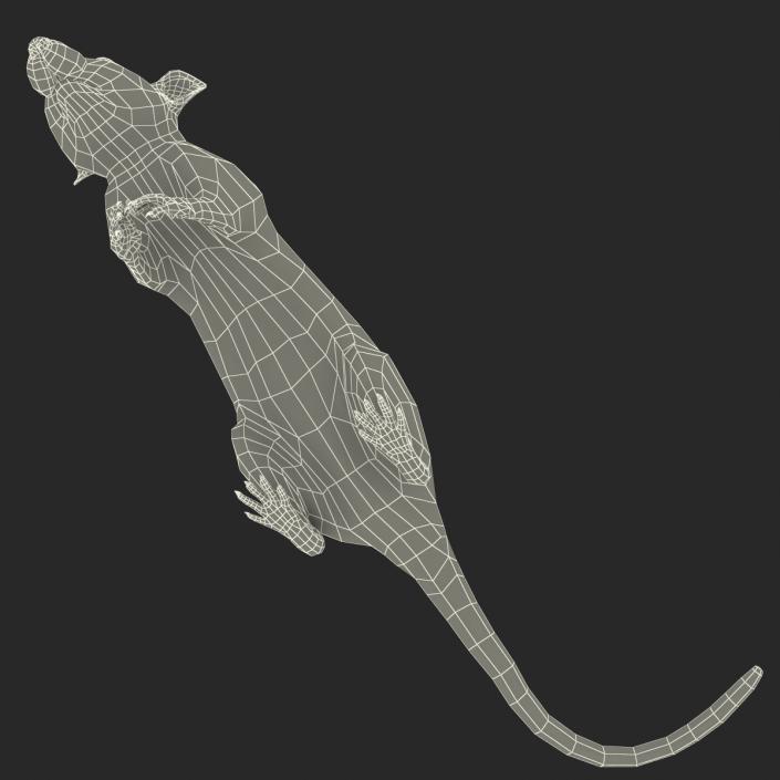 3D White Rat Pose 4